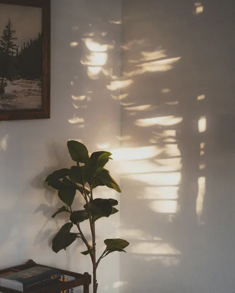 Een plant voor een lichte muur, met zonlicht en schaduw