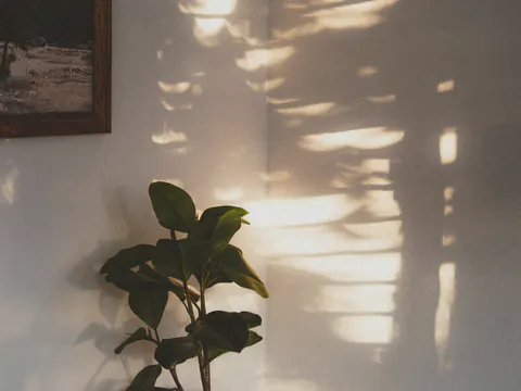 Een plant voor een lichte muur, met zonlicht en schaduw
