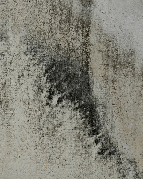 Donkere schimmelvlekken op een lichte muur