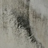 Donkere schimmelvlekken op een lichte muur