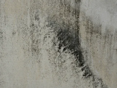 Donkere schimmelvlekken op een lichte muur