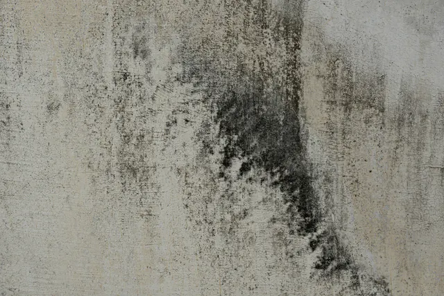 Donkere schimmelvlekken op een lichte muur